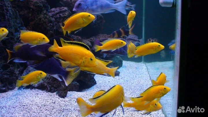 Лабидохромис еллоу