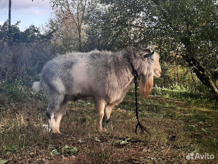 Козлик комолый