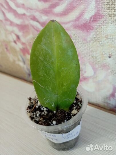 Замиокулькас вариегатный short leave