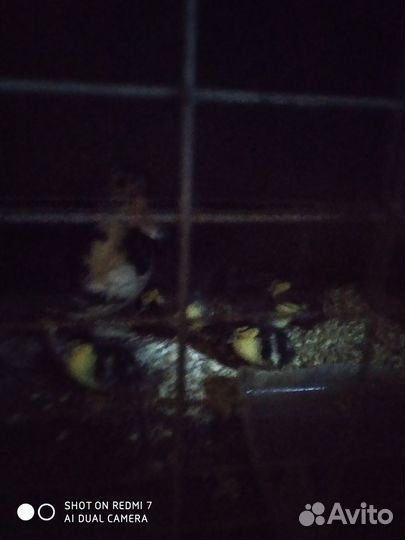 Утка с утятами