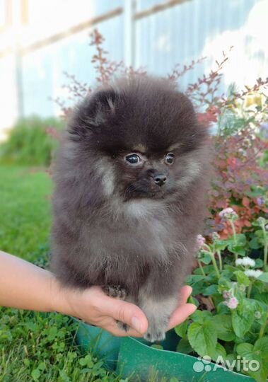 Шпиц девочки