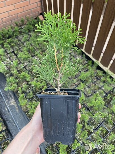 Туя смарагд