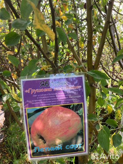 Саженцы: черешня, вишня, груша, яблоня, слива