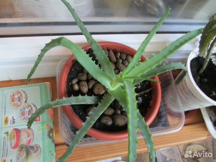 Распродаю домашние растения