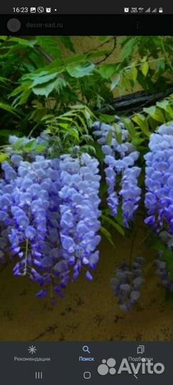 Лиана глициния