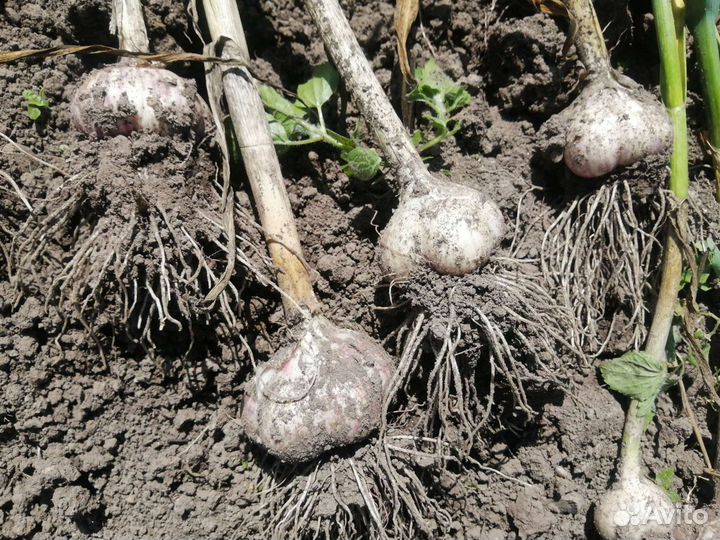 Зимовой чеснок