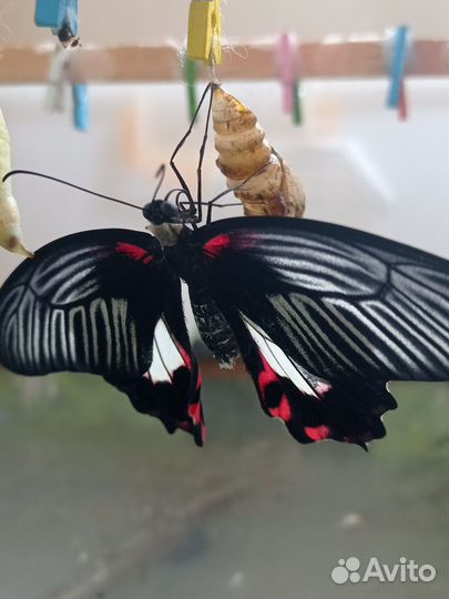 Бабочки из мини-фермы