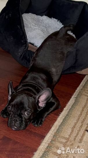 Французский бульдог