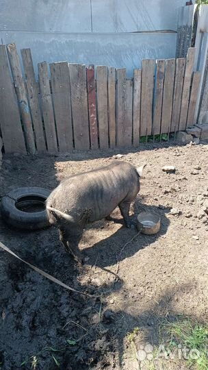 Вьетнамский Веслобрюхий Хряк