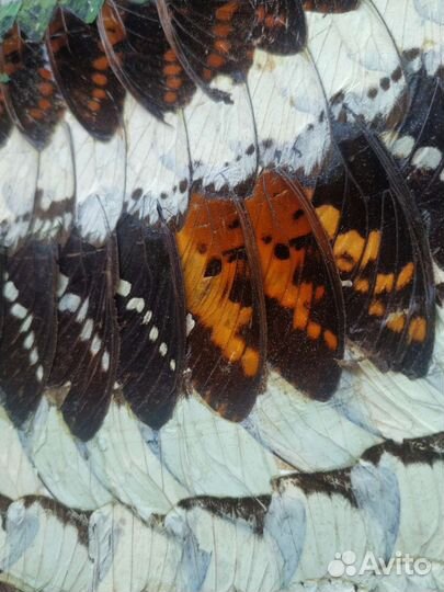 Картина из крыльев бабочек