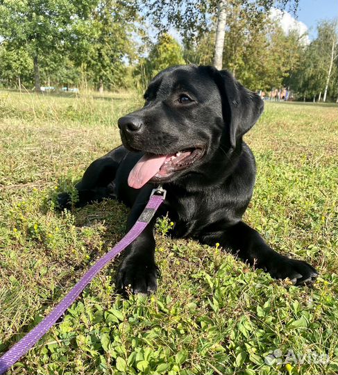 Щенок лабрадора мальчик подрощенный