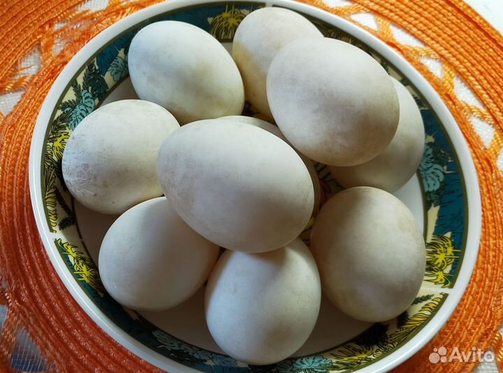 Домашние куриные и утиные яйца