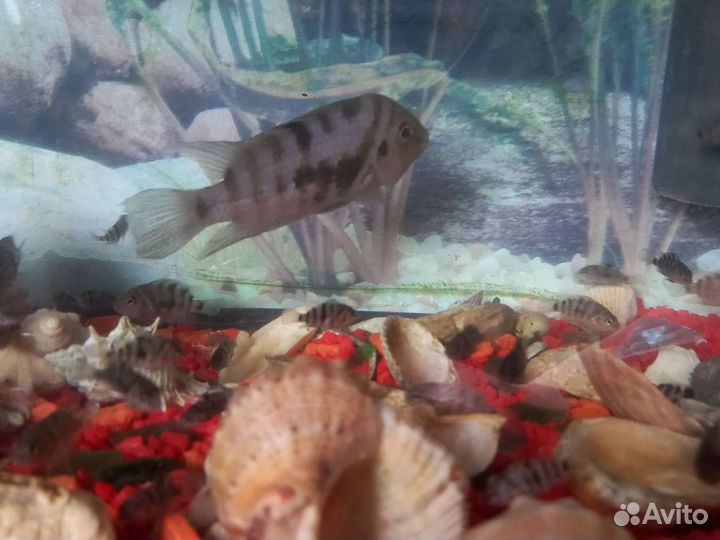 Цихлиды зебры