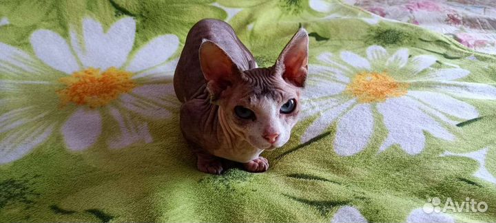 Вязка кота Двэльфа