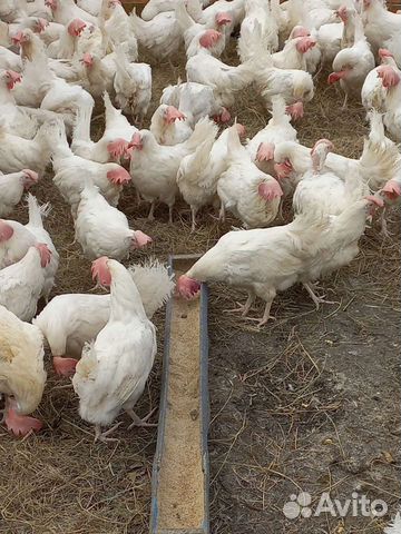 Куры несушки ломан браун