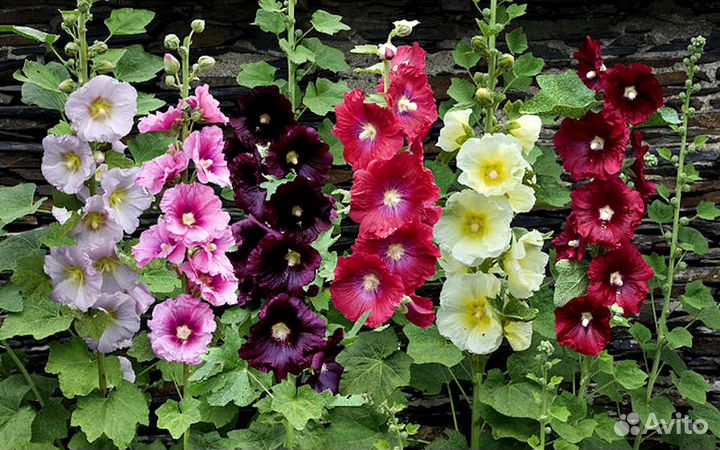 Мальва микс (Семена)