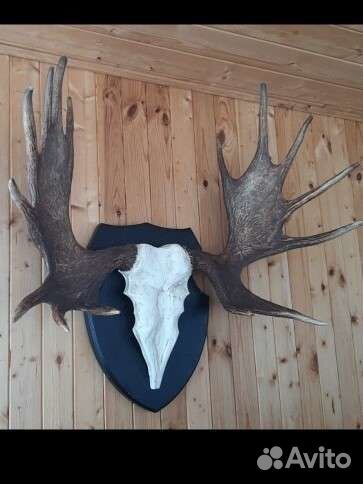 Продам рога лося с черепом на медальоне, Италия