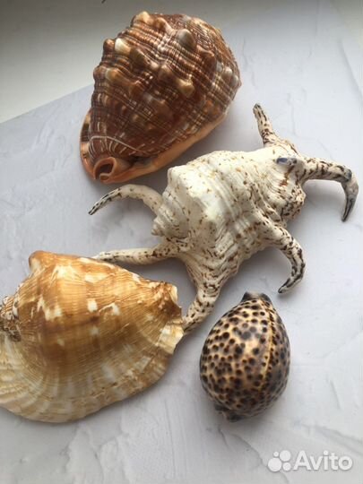Ракушки Морские раковины