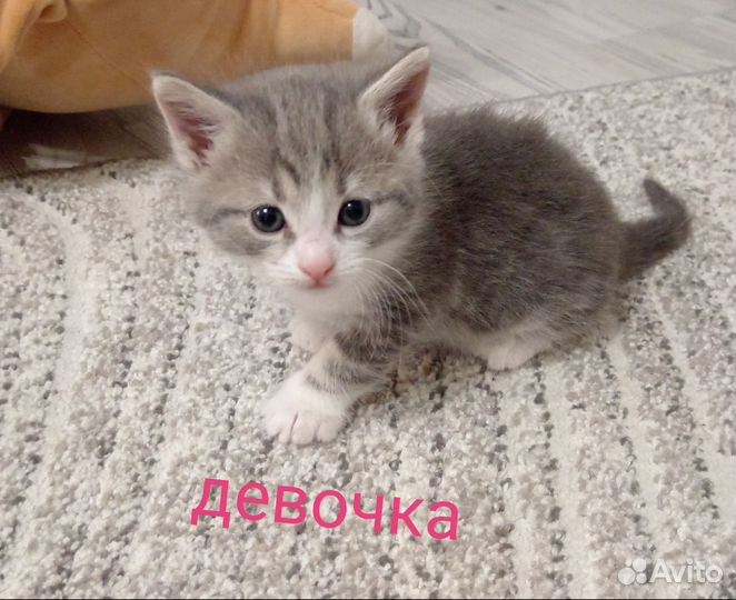 Котята для дружбы