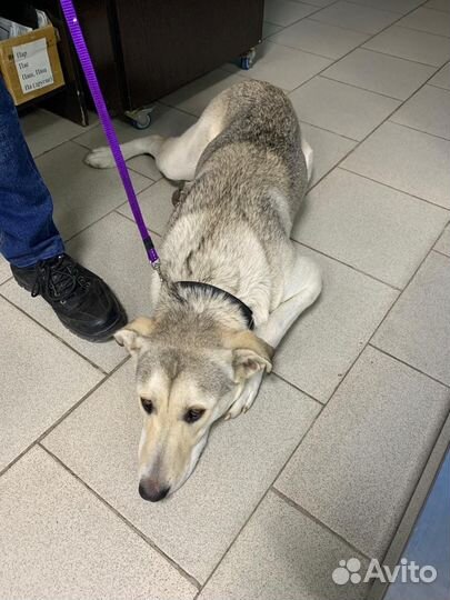 Собака в добрые руки