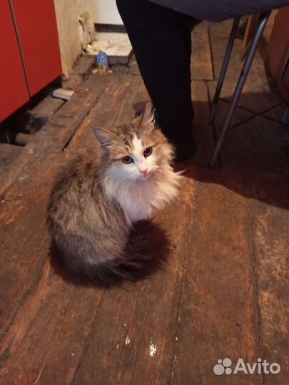 Найдена кошка
