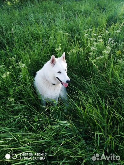 Лайка (щенки)