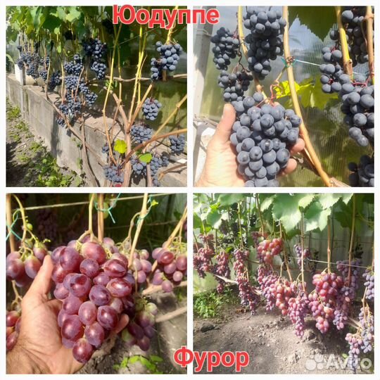 Черенки винограда