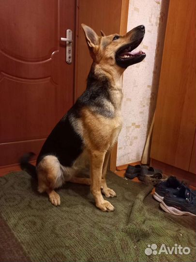 Немецкая овчарка