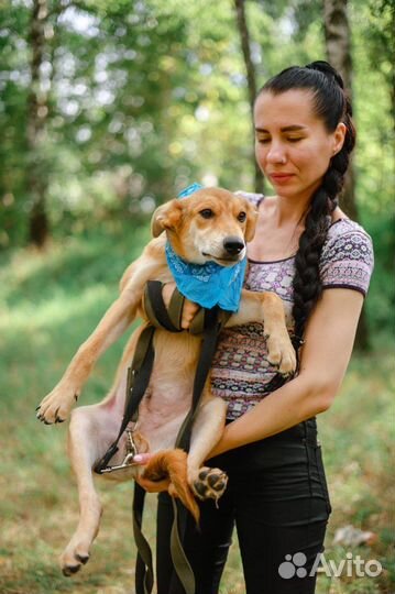 Весёлый щенок Крекер