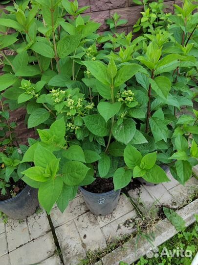 Гортензии 3-5 лет