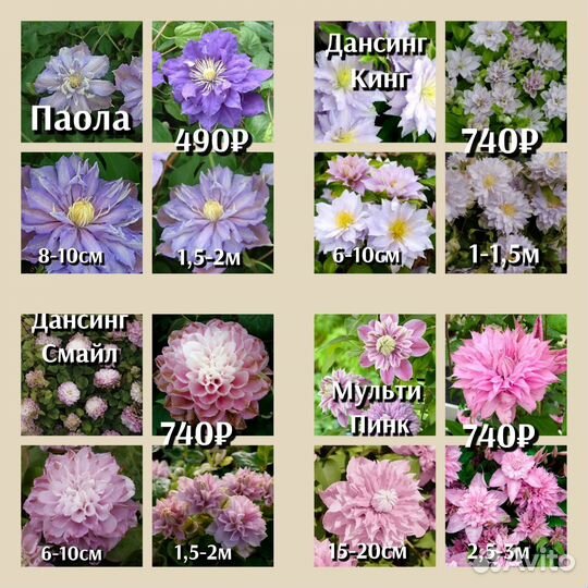 Клематис махровый