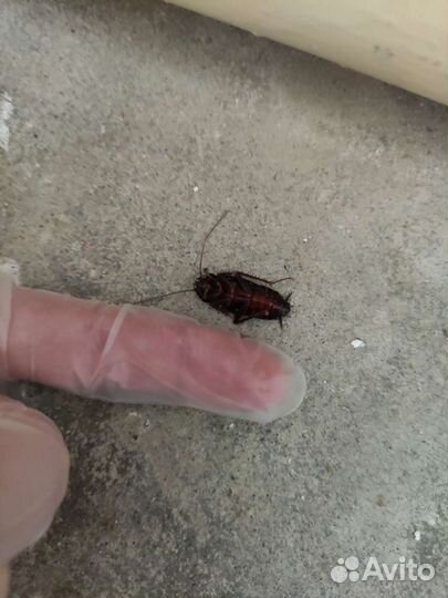 Дезинсекция насекомые, тараканы, клопы, муравьи