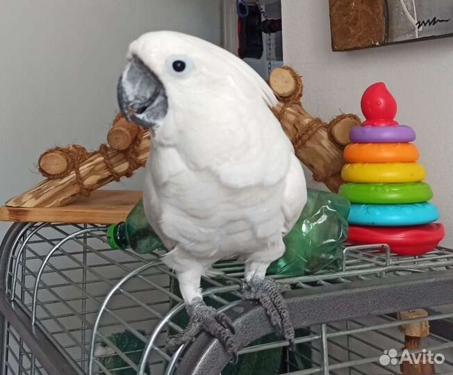 Птенцы выкормыши какаду