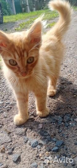 Котик в добрые руки обработан