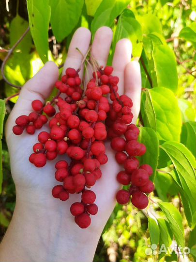 Лимонник китайский саженцы