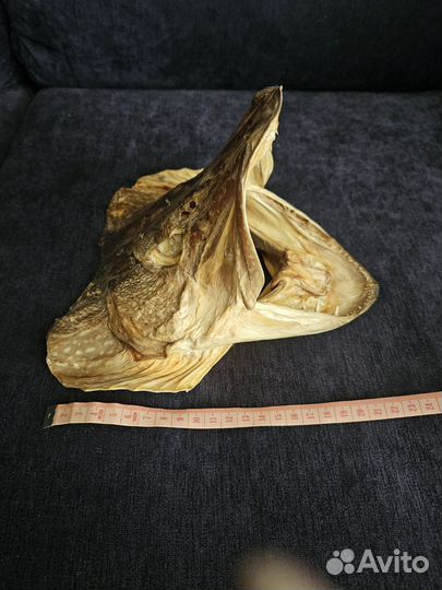 Голова щуки