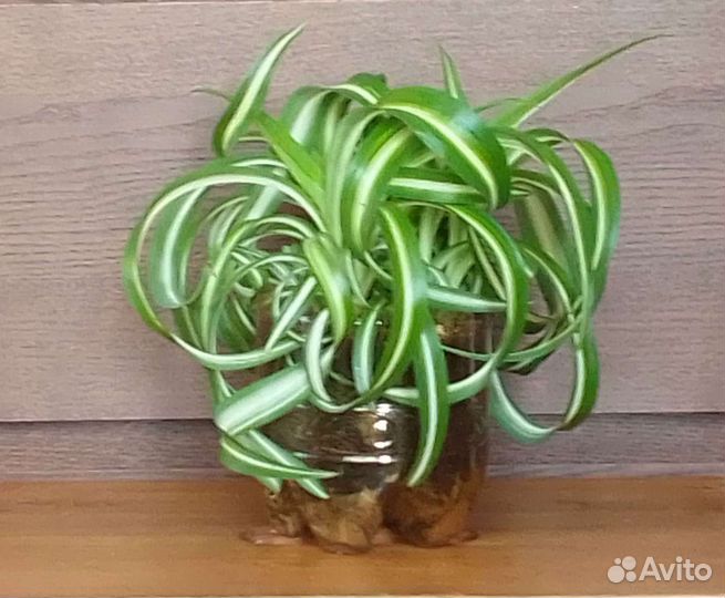 Хлорофитум кудрявый 