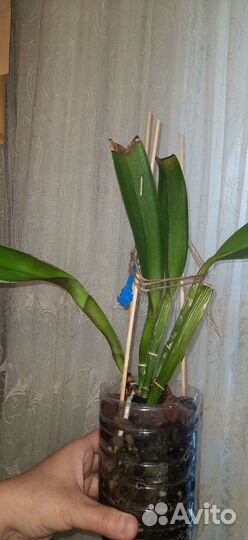 Орхидея каттлея