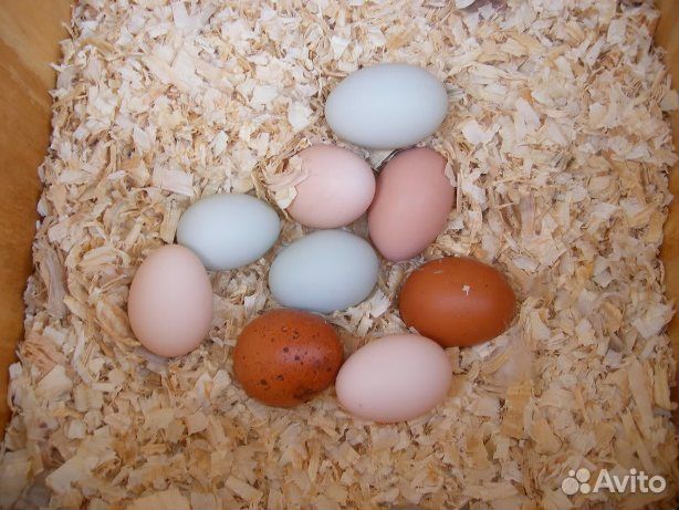 Яйца инкубационные от домашних кур есть в наличии