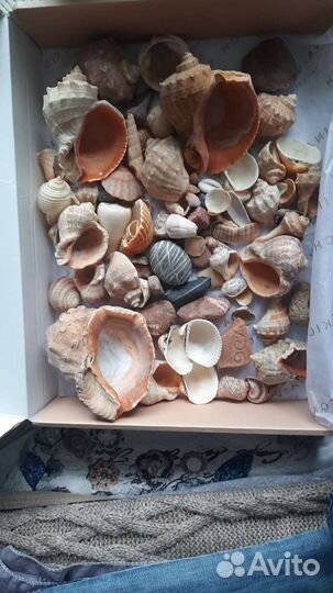 Морские ракушки