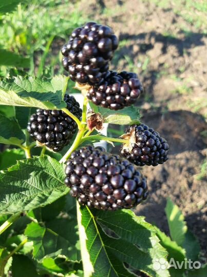 Рассада клубники и ежевики с открытой корневой