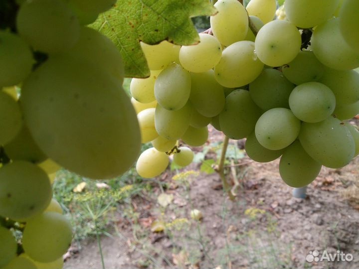 Виноград. Саженцы сладкого винограда для Рязани