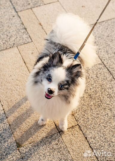 Немецкий шпиц вязка