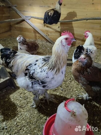 Петух брама