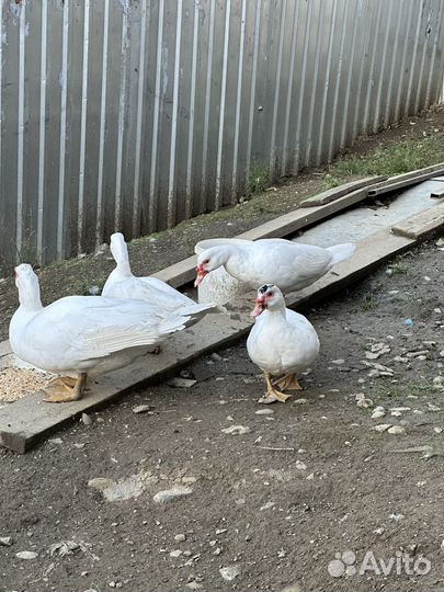 Гуси, индоутки