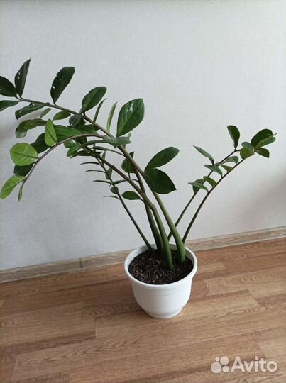 Замиокулькас