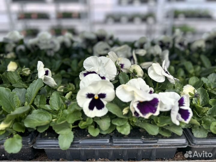 Рассада однолетников и многолетников