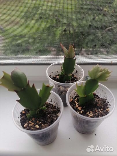 Шлюмбергера красная