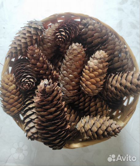 Шишки еловые для декора