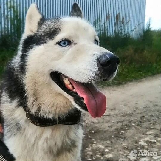 Хаски в добрые руки